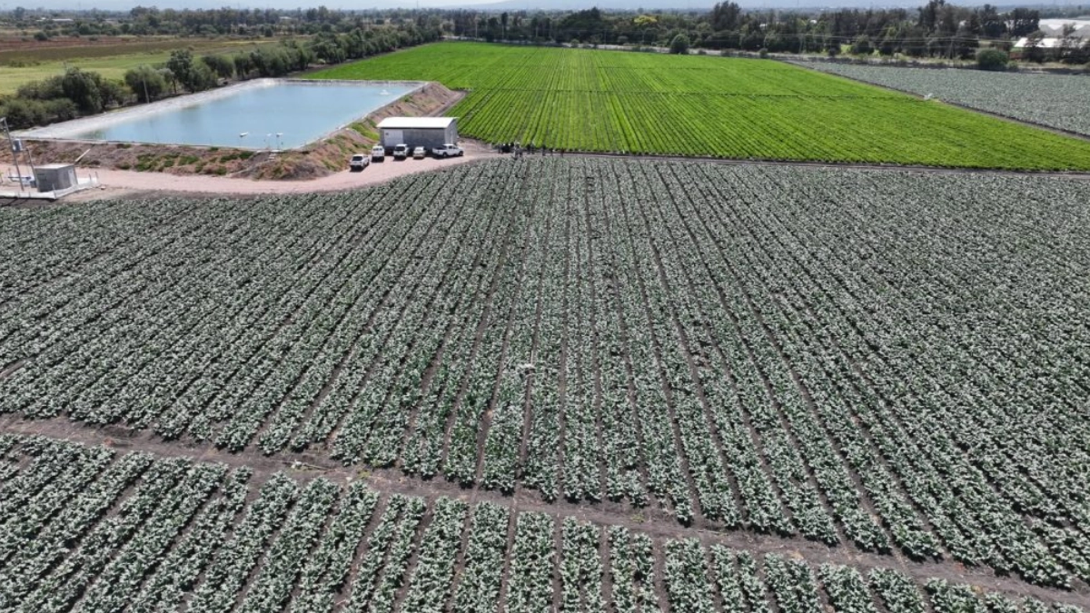 Campo de Guanajuato crece 5% durante el primer semestre de 2026, por encima del promedio nacional